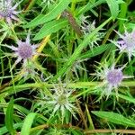 Eryngium hookeri Leaf