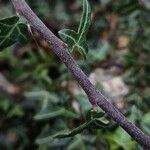 Hedera nepalensis Кара