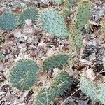 Opuntia engelmannii Foglia