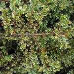 Cotoneaster microphyllus পাতা