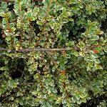 Cotoneaster microphyllus 叶