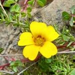 Oxalis bisfracta Fleur