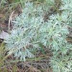 Artemisia arborescens Лист