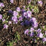 Rhododendron hippophaeoides Hábito