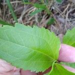 Chromolaena odorata 葉