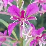 Epilobium angustifolium Lorea