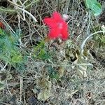 Ipomoea quamoclitŽiedas