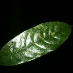 Couepia joaquinae Leaf