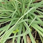 Asphodeline lutea برگ