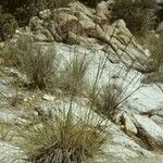 Muhlenbergia rigens Costuma