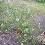 Lepidium virginicum Habit