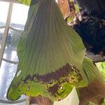 Platycerium elephantotis Leaf