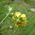 Potentilla pyrenaica Flower