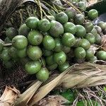 Pritchardia martii Fruto