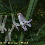 Vicia aphylla