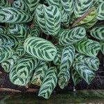 Ctenanthe burle-marxii Foglia