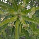 Euphorbia antso Flor
