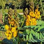 Senna didymobotrya Flower