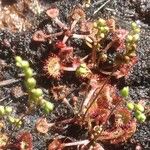 Drosera rotundifolia Цвят