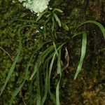 Vittaria ensiformis Leaf