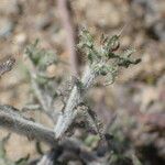 Jasione montana Leaf