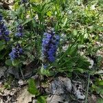 Ajuga genevensisKvět