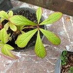 Rodgersia aesculifolia Hoja