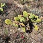 Opuntia strictaFruit