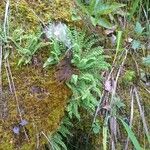 Asplenium trichomanes-ramosum অভ্যাস