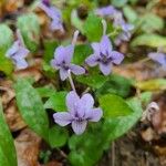 Viola rostrata Lorea