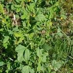 Medicago coronata Leaf