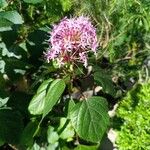 Clerodendrum bungei Leaf