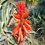 Aloe arborescens Blüte