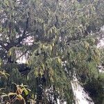 Picea breweriana Folha