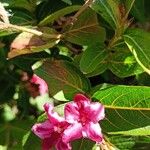 Weigela hortensis Flower