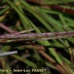 Hemarthria altissima പുഷ്പം
