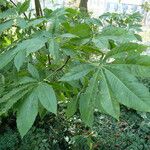 Aesculus chinensis ഇല