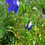 Platycodon grandiflorus Habitus