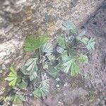 Actiniopteris radiata Leaf