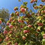 Dombeya wallichii Habit