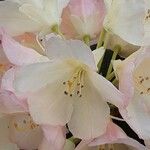 Rhododendron yakushimanum Flower