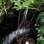 Triplophyllum securidiforme अन्य