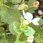 Chaenostoma cordatumFleur