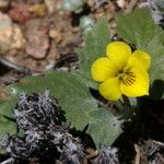 Viola purpurea Хабит