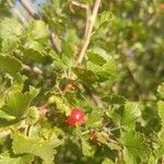 Ribes cereum Fruchs