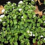 Bacopa repens Агульны выгляд