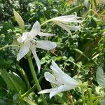 Crinum moorei Flower