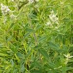 Pycnanthemum verticillatum Leaf