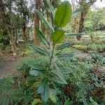 Calophyllum inophyllum Levél