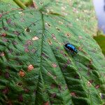 Rubus ferus Folha